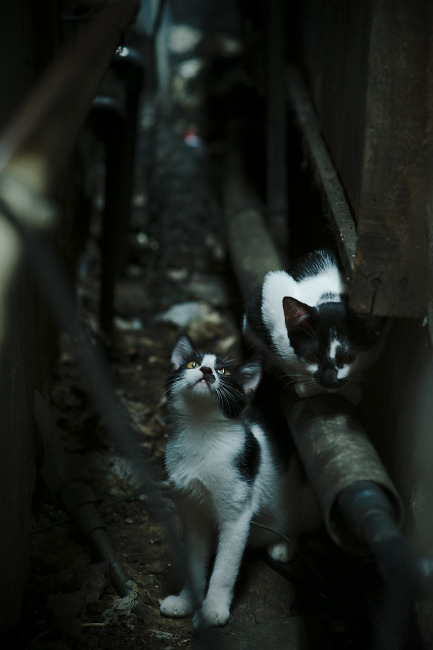 美加墨世界杯焦点战前瞻，骑士式战术体系能否成功压制尼克斯的进攻风暴？